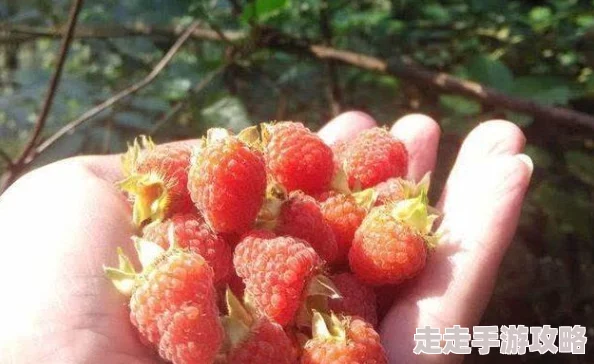 全民泡泡超人美食食谱大揭秘：美食的馈赠完美搭配指南与技巧